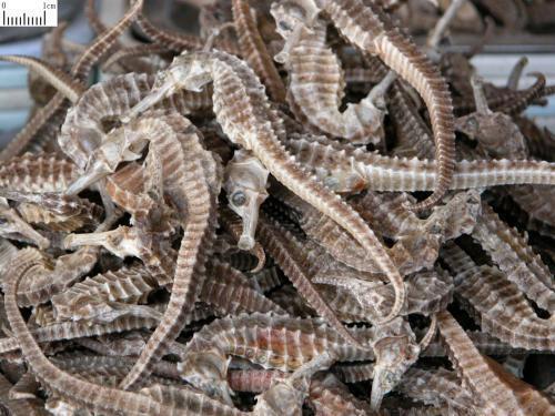 热药|中医入门寒、热、温、凉，4类药材运用经验！（涨知识）