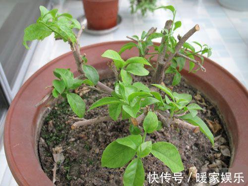 美女|邻家美女这样养三角梅，四招就轻松养成花海！