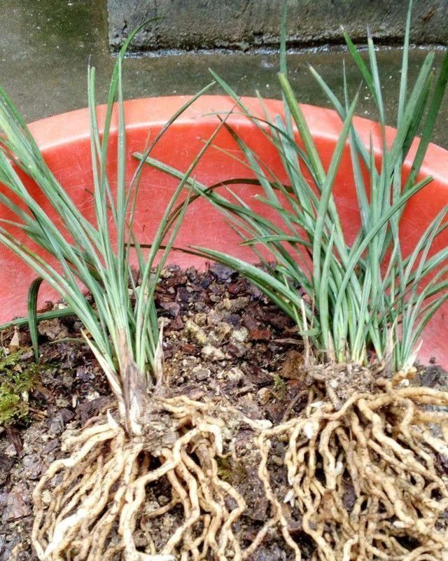 老爸用这个植料养兰,呼呼冒出大白根,又壮又多