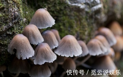 红薯|长寿老人从来不吃的几种食物,有很多人傻傻还在吃,特别是它!