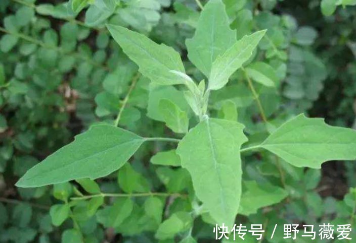 野菜|这种野菜一定要吃，胜过一切补药，尤其是老人，营养价值极高