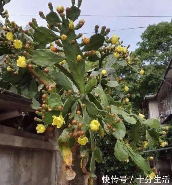 养20年的“仙人掌”，长成4米高的“大树”，年年开花又结果
