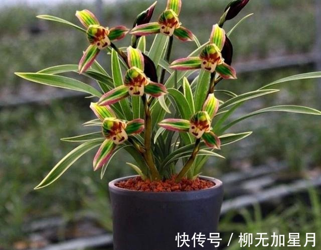 花香|此兰“花开双色”,花姿端庄优雅,兰香四溢持久,花开后香飘满屋!