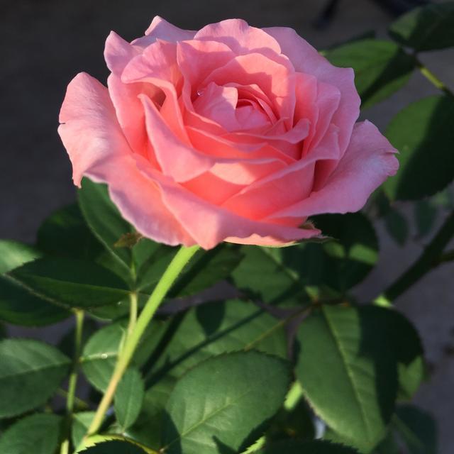 最香的几种花,全年开花不停,花色艳丽,花开枝繁叶茂,美