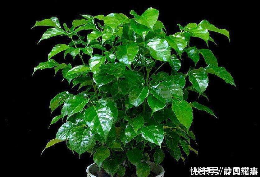 室内养花,喷上4种“水”,叶子油亮不发黄,冬天也生机勃勃