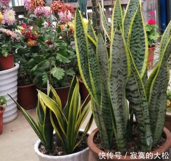 花草植物|冬季盆栽养花种草,多注意这3要素,离“封神”就不远了