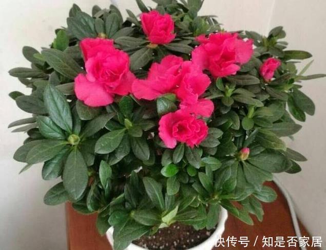 家里养杜鹃、山茶、栀子花，用点几毛钱的它，马上绿油油、花苞多