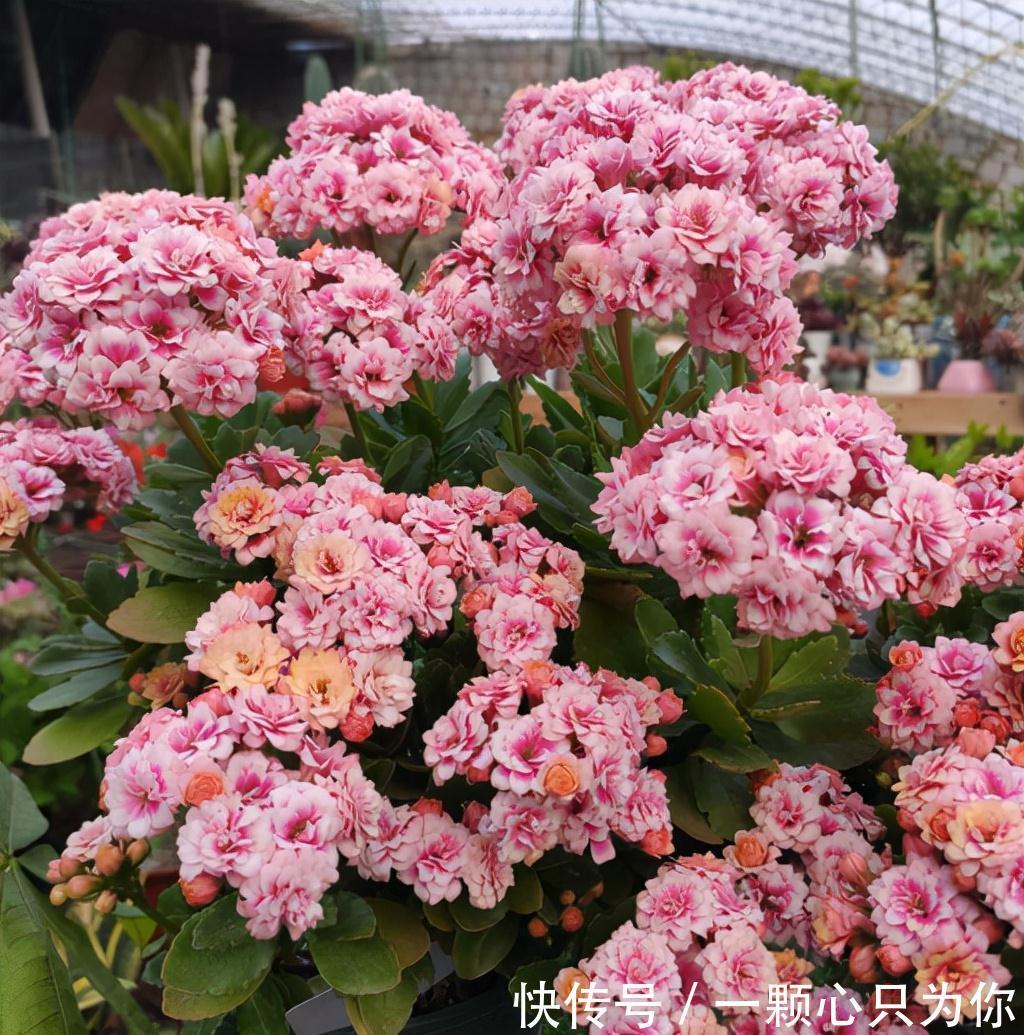 长寿花开成“大花球”,是怎样“炼成的”?5个小技巧,照做就行