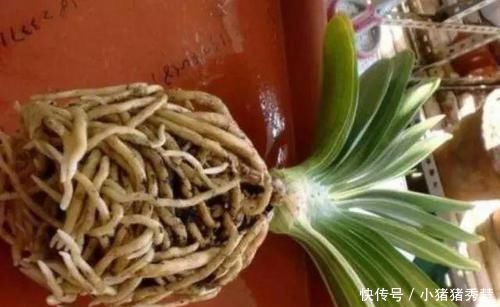 1种配土方法种君子兰,新叶嗖嗖长,年年都开花