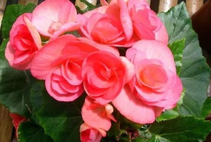 家养这些植物，阳台开出花海，花叶俱美，养盆放阳台美极了