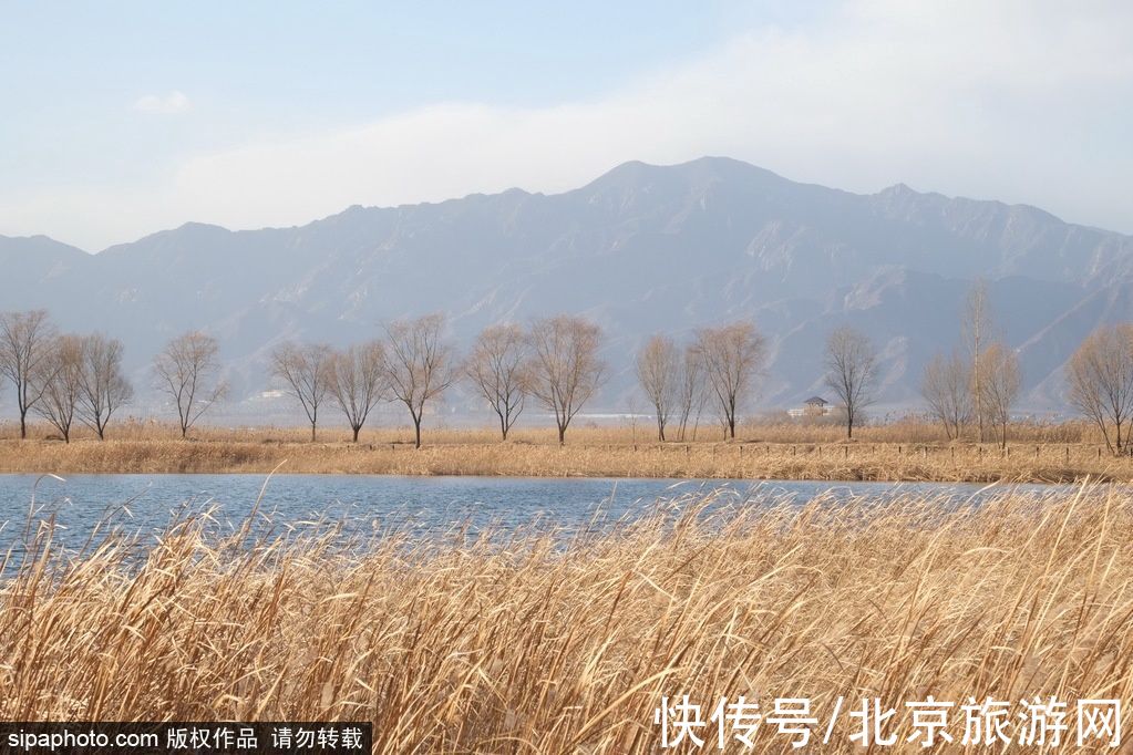 地址|京城绝美芦苇荡！芦花与暖阳、飞鸟与碧波，这才是秋天的模样~