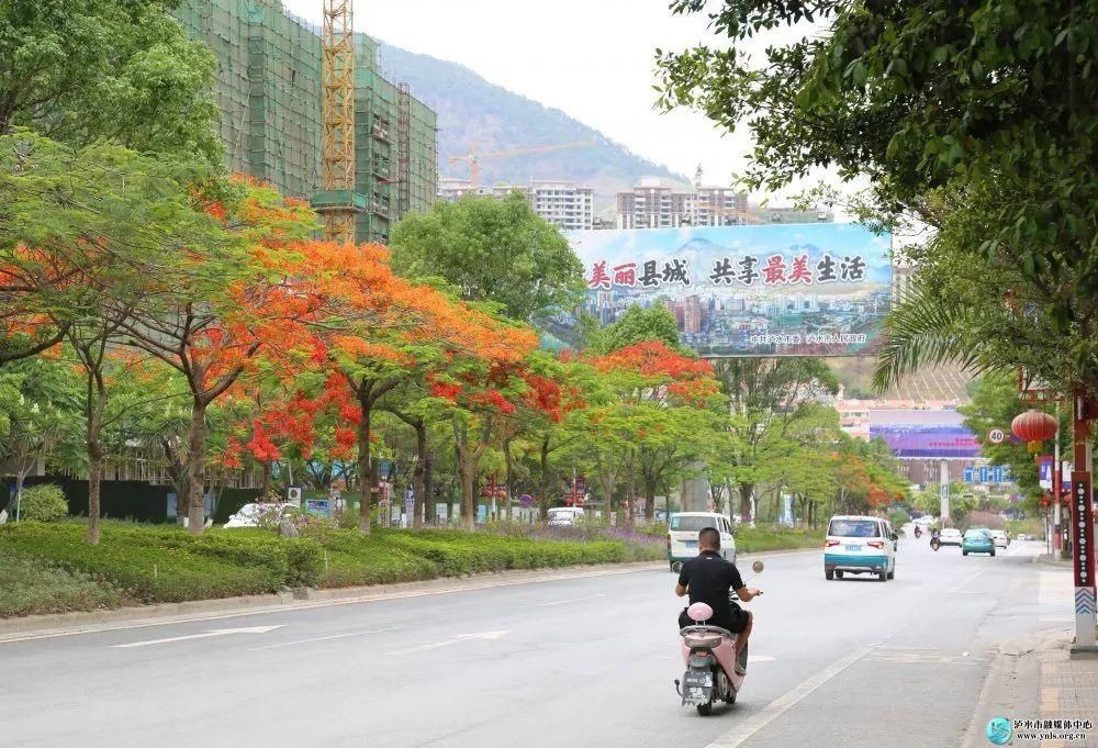 凤凰树|【怒江旅游】凤凰花开，染红小城六库