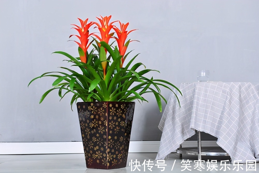 发财树|7种寓意“旺财”的花,适合养在家里,看着就有好兆头