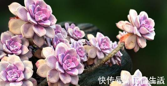 6种普货多肉，皮实又好养，容易出状态，长成小老桩，适合新手！