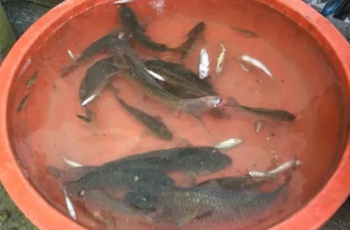 深水钓鲫鱼的一些细节问题，细细体会就知道其中奥妙