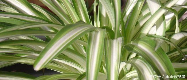 吊兰的最爱,没事喝喝“它”,个头蹿蹿,藤蔓到处爬!