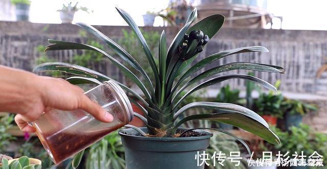茶叶渣直接倒了真可惜,不如这样处理,当成养花肥促进开花