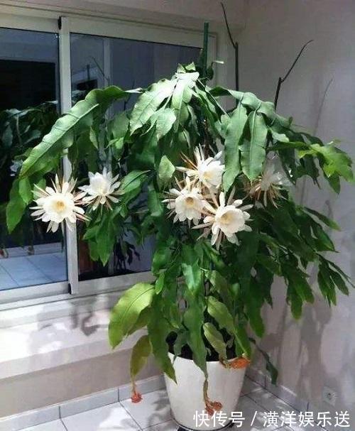 油烟机|这几种“好油”滴盆里,花苞蹭蹭窜枝头,施肥的功夫都省了