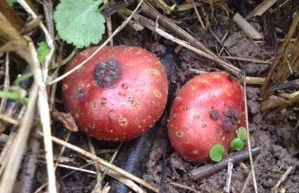 感冒咳嗽|女性想年轻，常吃以下四种食物，再贵也别省，排毒通便，嫩白肌肤