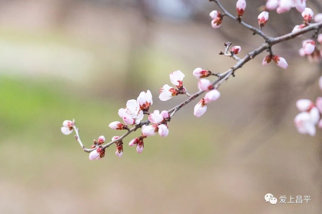 春的气息扑面而来！昌平各处繁花盛开