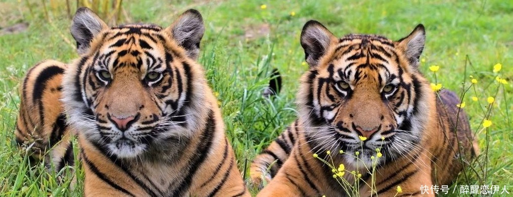 儿歌《两只老虎》为何被当成民国国歌使用 只是歌词变了一下!