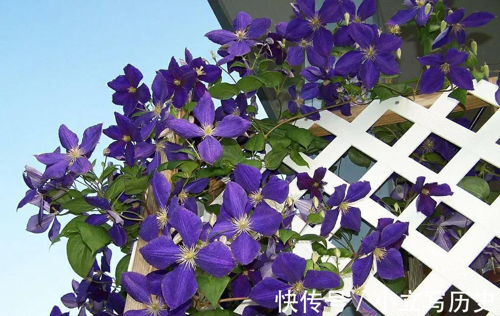 家里有院子,养上6种爬藤花,长势旺,开花能力强,美观又大气