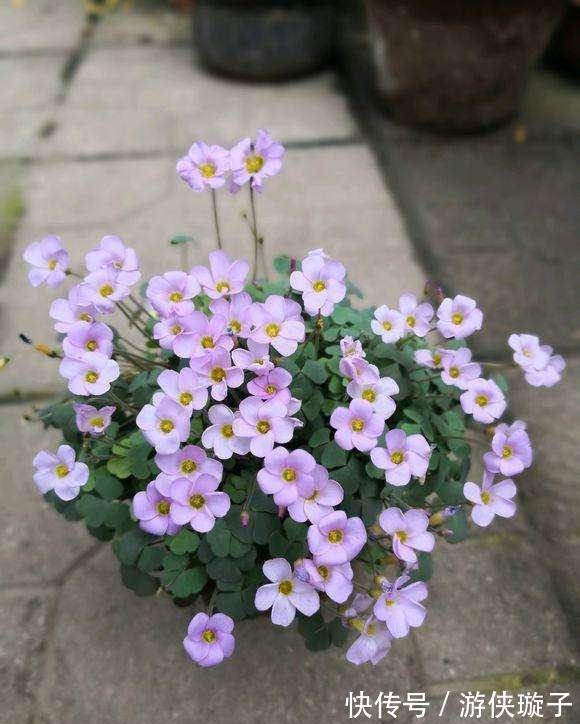 养花浇什么水好