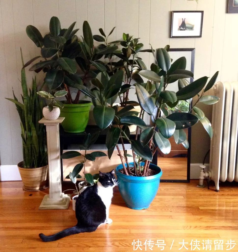 “人养花三年,花养人一生!”家居盆花100种,总有几款你喜欢