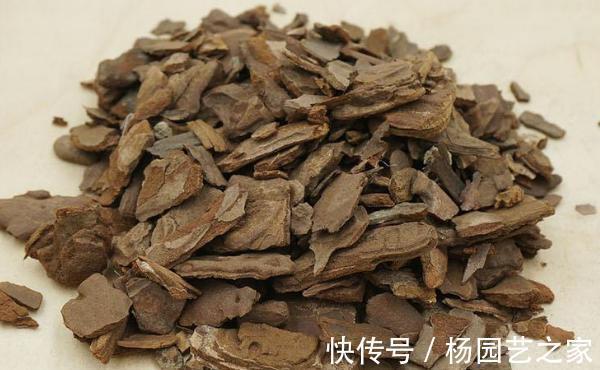 松树皮|养花,老化的树皮,堪称养花神器,制作方法简单,格外实用