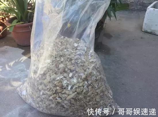 养花最怕烂根，盆底垫点料，盆土透气排水畅快，根粗叶绿开花勤