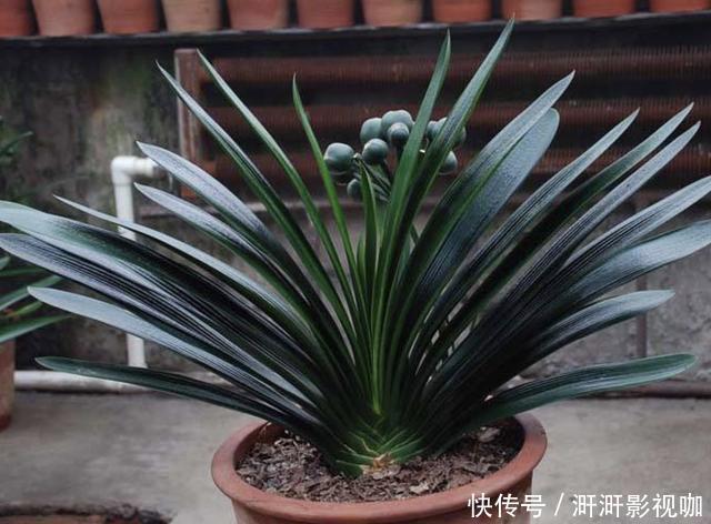 吊兰|给君子兰浇“1种水”,叶片跟“巴掌”一样大,30天就开花,美!