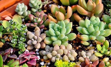 多肉叶插不长芽,记住1个“小方法”,7天冒小芽,轻松长满盆