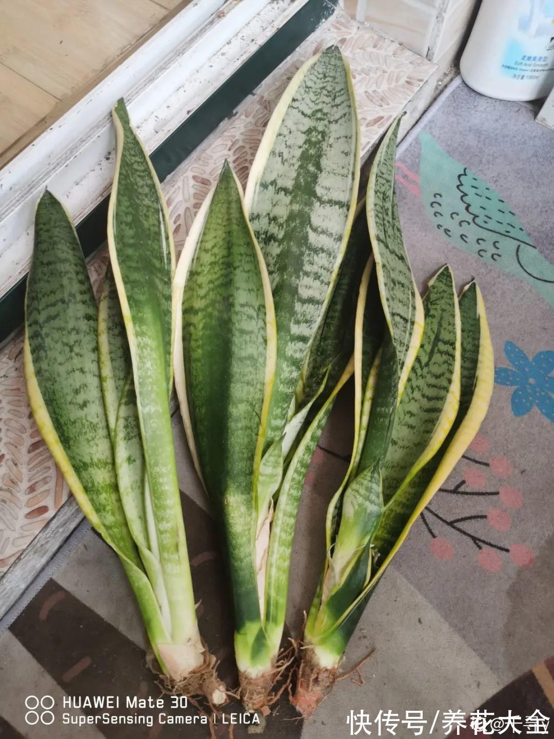 养花大棚倒闭,“贵货花”路边扔了一地,后悔没带个大麻袋