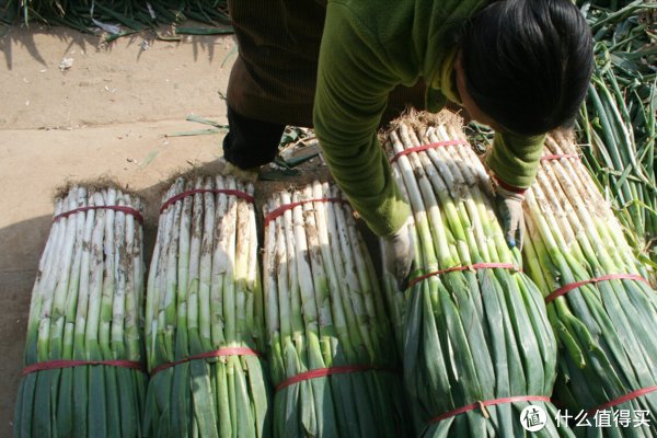 买大葱，如何辨别好坏？老葱农：观察5个细节，好葱坏葱一目了然