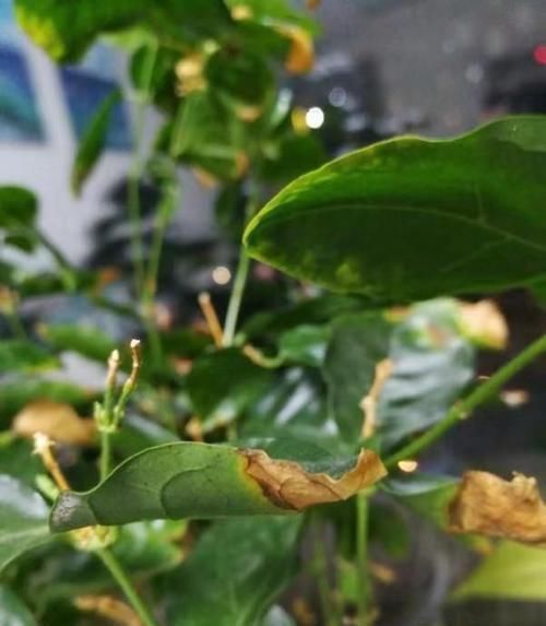 茉莉花|茉莉花叶片焦枯,有2种“病因”,避开养护,生长不断,开花爆盆
