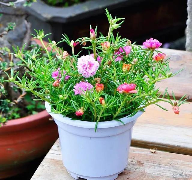 6种便宜花,好养又容易爆盆,春天养几盆,开花多到爆,漂亮极了