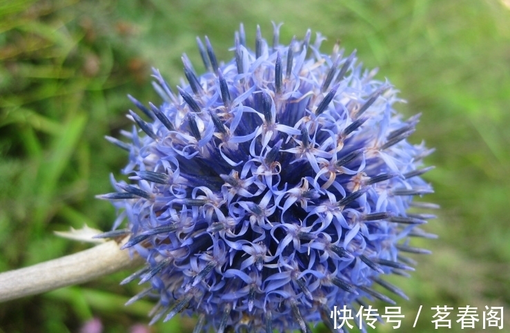 此花是苏格兰国花，花形奇特极其耀眼夺目，象征着神的保佑