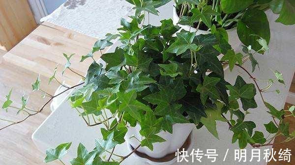 叶片|“3种花”养客厅,大气、上档次,吸“甲醛”效果好,空气清新