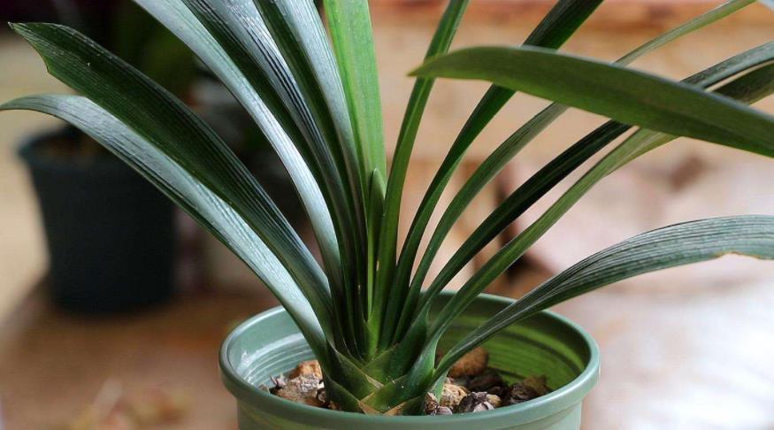 君子兰最喜欢“2种液体”,一月浇1次,一年能长8片叶,好用!