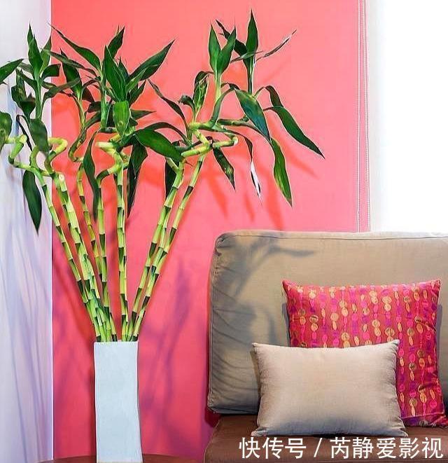 4种贵气花,个个富贵吉祥,再不喜欢也要养一盆