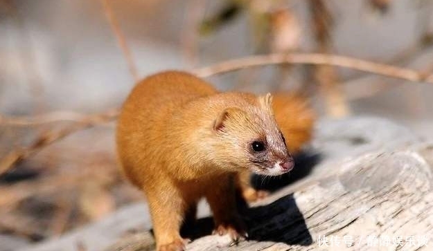 黄鼠狼|老祖宗总说黄鼠狼不能杀,科学研究表明,还真不能杀