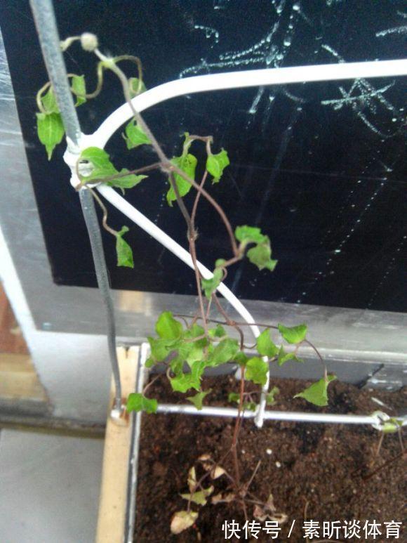 施肥|她养铁线莲,每年早做三件事,从不为开花发愁,今年我要向她学习