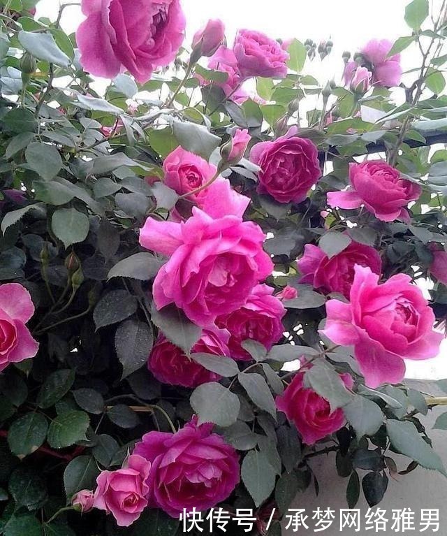 开爆|爱你的小花匠,七夕前,养好了20种月季花,随便1种都已开爆盆