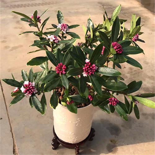 2种冬天照样爆盆的花,耐冻花香淡雅不甜腻,养一盆不亏