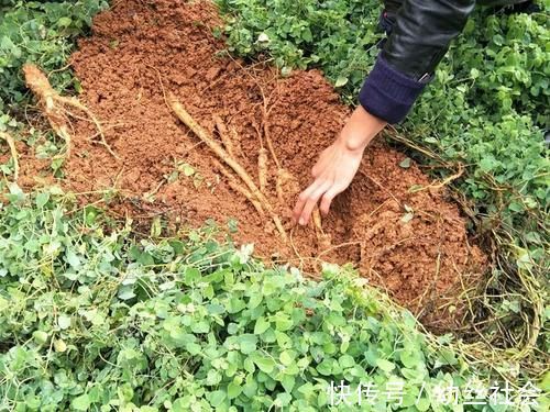 芳香|一种人参,俗称“臭参”,吃了忍不住放屁,但价值高,炖肉是一绝