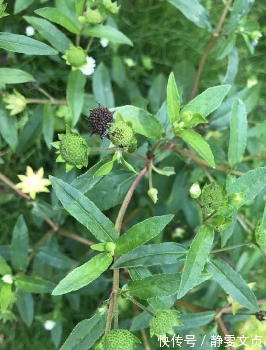 墨旱莲|农村常见的草,只要一折断它就会变黑,价值很大遇到就采一点