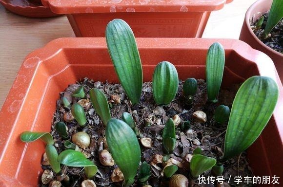 用2个方法，将黄豆处理一下，就是“花卉氮肥”，养啥都旺！