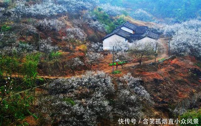 陆河万亩梅园进入最佳观赏期，20万株梅树“白雪皑皑”，太美了