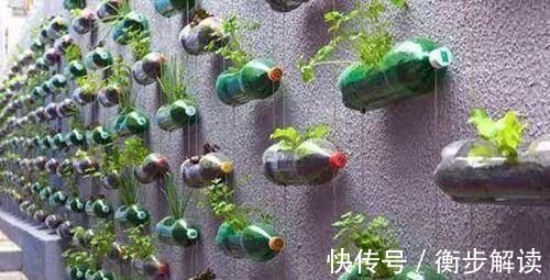 除了花盆之外,这些东西也是绝佳的养花神器,你用过吗?