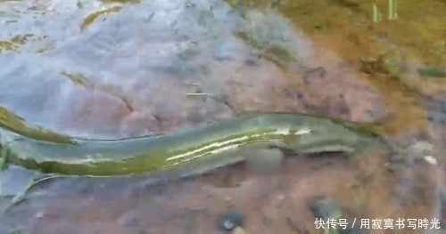 干净|水质干净,从里面钓到不认识的家伙,是黄鳝还是什么不敢取钩